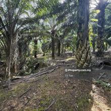 Besides Main Road First Layer Agriculture Land For Sales Hot Location!
