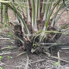 Oil Palm Land @ Rejo Sari, Senggarang 