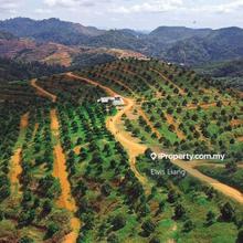 Durian farm for sale, Asahan, melaka. Close to tangkak