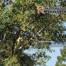 3.7 acres Durian Farm Jorak Bukit Pasir, Muar For Sale