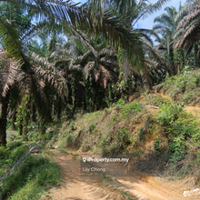 For Sale Oil Palm Agriculture Land
