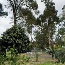 Parit botak senggerang durian farm for sale