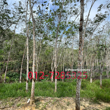 Negeri Sembilan Kuala Pilah , Agriculture land for sale 