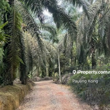 Palm Oil Land @ Beaufort for Sale