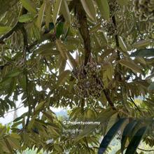Bentong durian orchard