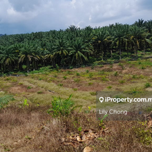 For Sale Oil Palm Agriculture land