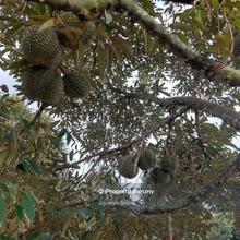 Durian orchard Batu 4, Jalan Mentakab, Karak, Pahang