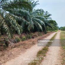 Below Value Agriculture Land Sungai Pelek Sepang