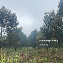 5 acres Durian farm in Sabai,Karak