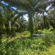 68 Acres Freehold Oil Palm Teriang Bera