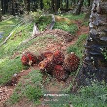 Port Dickson, Negeri sembilan, road side, Palm Oil, Freehold, 4.85 acr