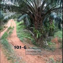 Kuala lipis Palm Oil Agriculture land Can buy separately