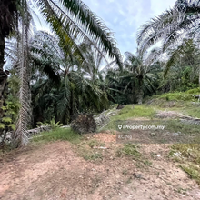 Segamat, Jementah, Johor 125 Acres Oil Palm Land Facing Main Road .
