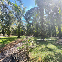 Siputeh Oil Palm Estate Mature Trees, Strong Harvest