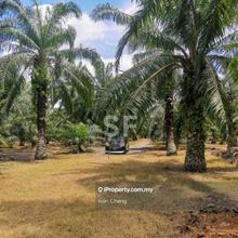 Agriculture Land Telok Panglima Garang Bukit Tinggi Jenjarom Banting 