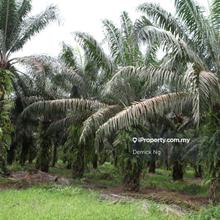 Kuala Ketil Jalan Parit Panjang Tepi Jalan Agricultural Land For Sale