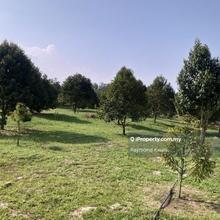 Durians orchard land