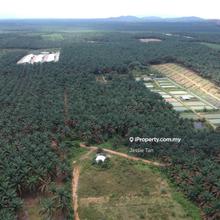 Kluang layang-layang agriculture land for sale