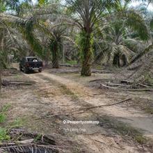 Karak Cinta Manis 4.76a oil palm