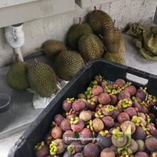 Durian Orchard for sale at Kajang