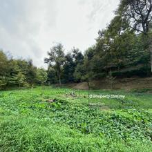 110 acres Durian Farm For Sale