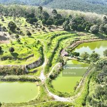 Pusing Perak 10 acres Freehold Musang King Orchard Land For Sale