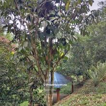 3 acres agricultural land for sale, leasehold, Serendah, Selangor
