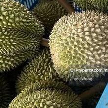 Musang King & Black Thorn Prime Durian Plantation @ Perak for Sale!!