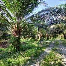 Oil Palm Estate