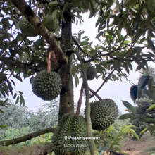 Durian Farm, Rembau, Kota, Neger Sembilan 
