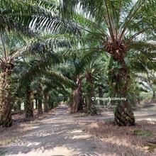 Kota Tinggi -Kg Panti. Agriculture Land for Sale