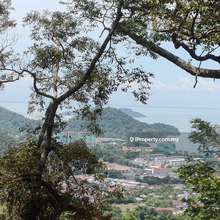 Pulau Penang Durian Plantation For Sale