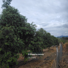 For Sale Durian Plantation land