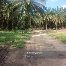 Palm Oil Plantation for Sale in Junjong, Kedah