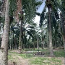 7.2 Acres Freehold agricultural land For Sale