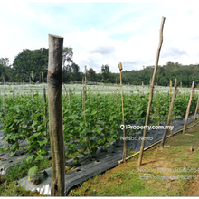 Agriculture Land on Residential Zone @ Alor Gajah Melaka for sale