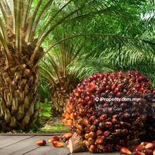 684 Acres Agricultural Land @ Jeram for Sale