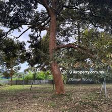 Beautiful Musang King orchard for sale