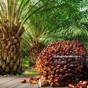 Development land for sale, Pekan nanas,  pontian, johor