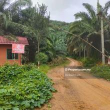 11,280 Acres Palm Oil Land at Ulu Nenggiri,Gua Musang For Sale 