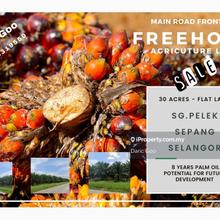 Agriculture land for Sale