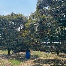 Beautiful Musang King durian orchard