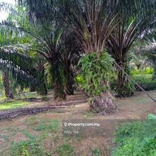 Palm Oil Plantation @ Sungai Karangan, Kulim for Sale