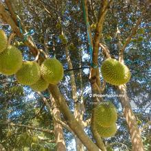 12 acres Karak Batu 17 Mk Durian Land for Sale