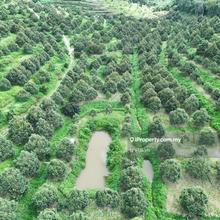 40 Acres Fruit Valley For Sale Hulu Selangor @ Kerling