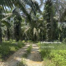 Huge oil palm estate.