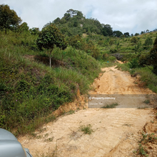 Bentong Durian Orchid can Convert to Industrial Land 