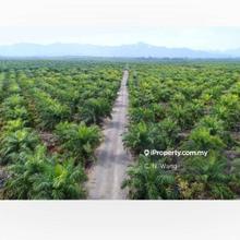 Palm oil plantation @ Sarawak