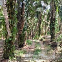 Oil Palm Land in Karak