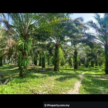 For Sale Oil Palm Estate,Air Kunning Kampar,Perak